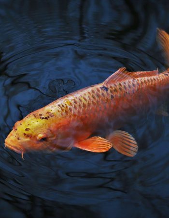 ekarp.pl