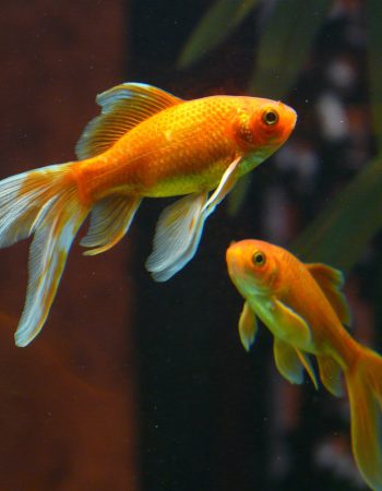 ekarp.pl